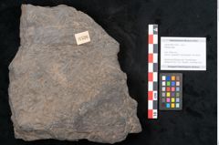 Foto (Objekt + Etikett) von Plantae indet.  (NHMW-GEO-2024-0188-11526)